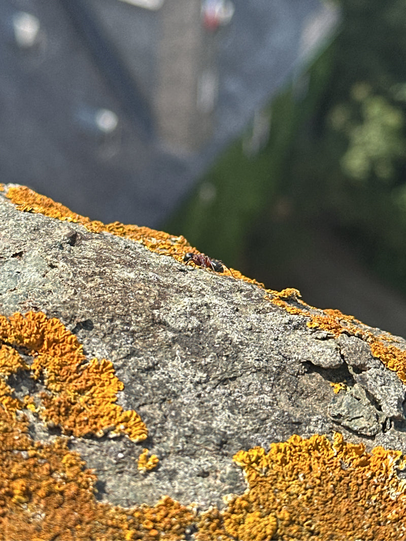 Fourmi des bois (genre) — photo 3 sur 13