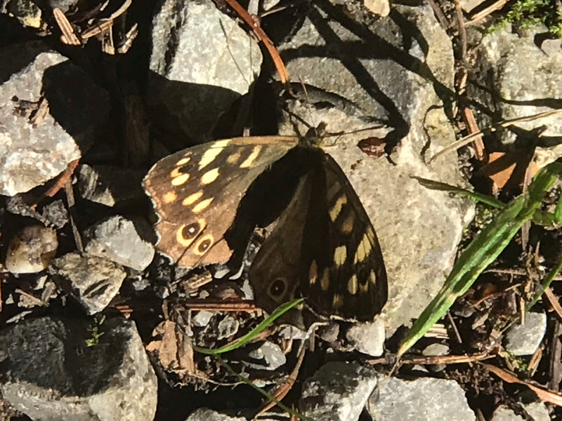 Jeu de société en forêt — photo 1 sur 2
