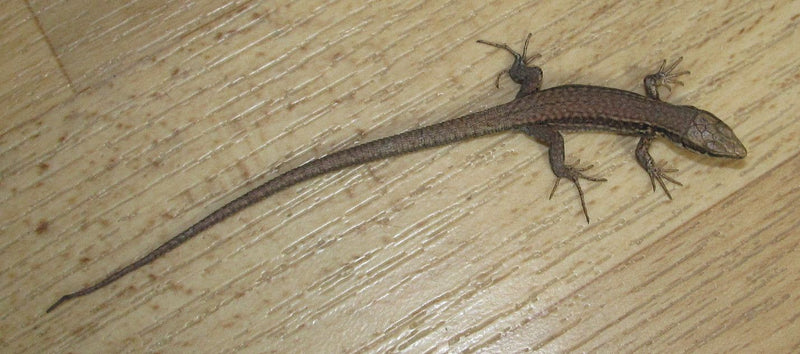 Lézard des forêts — Bild 1