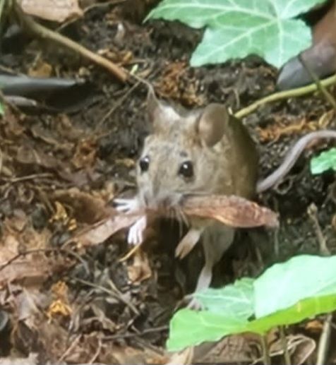 Souris des bois — Bild 1