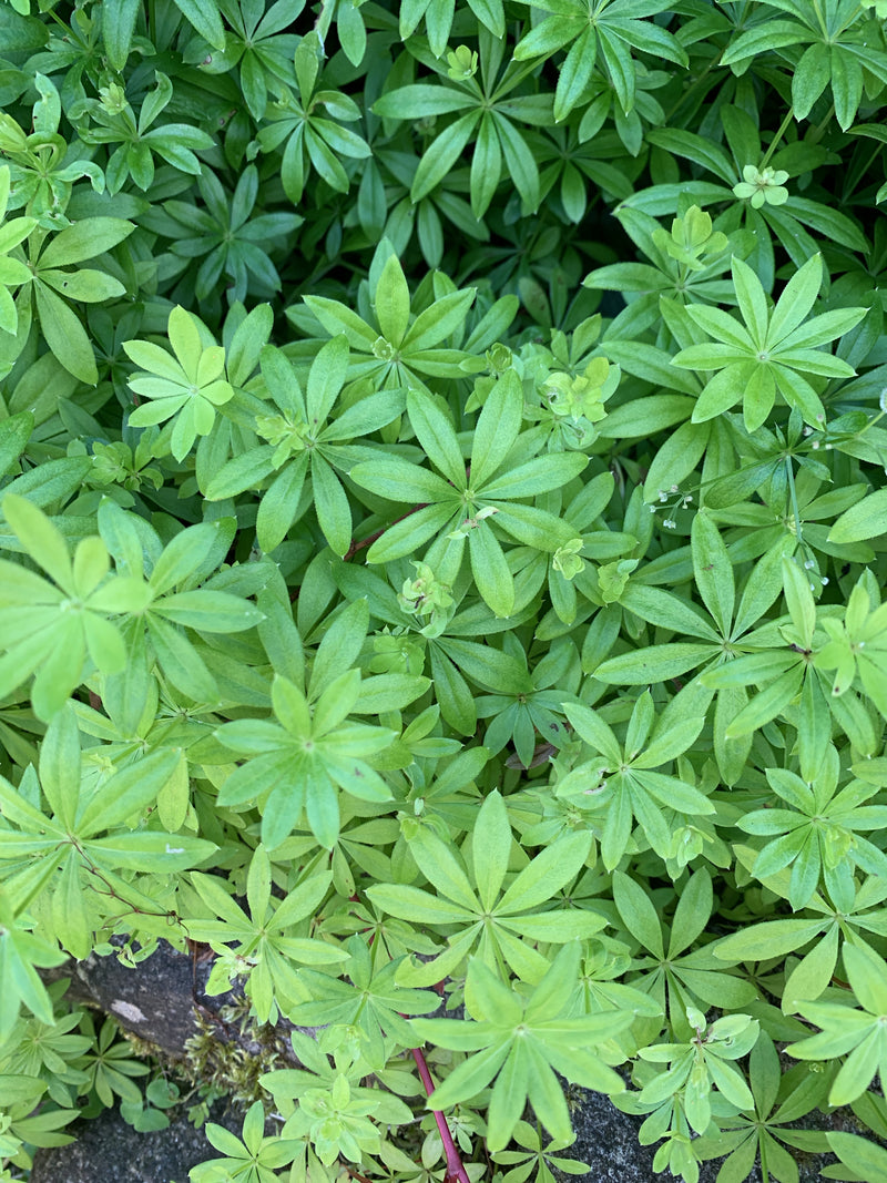 On aperçoit un tapis dense d'aspérule odorante avec ses feuilles typiques disposées en verticilles.