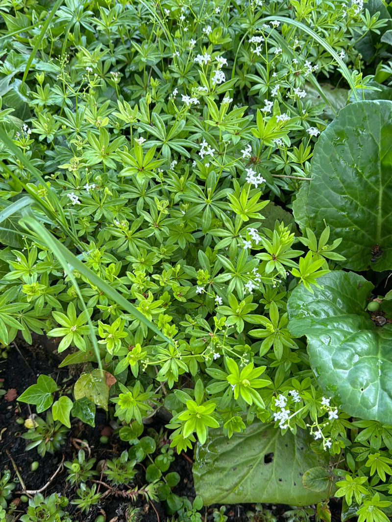 L'image montre un tapis dense d'aspérule odorante avec des feuilles verticillées caractéristiques et de petites fleurs blanches.