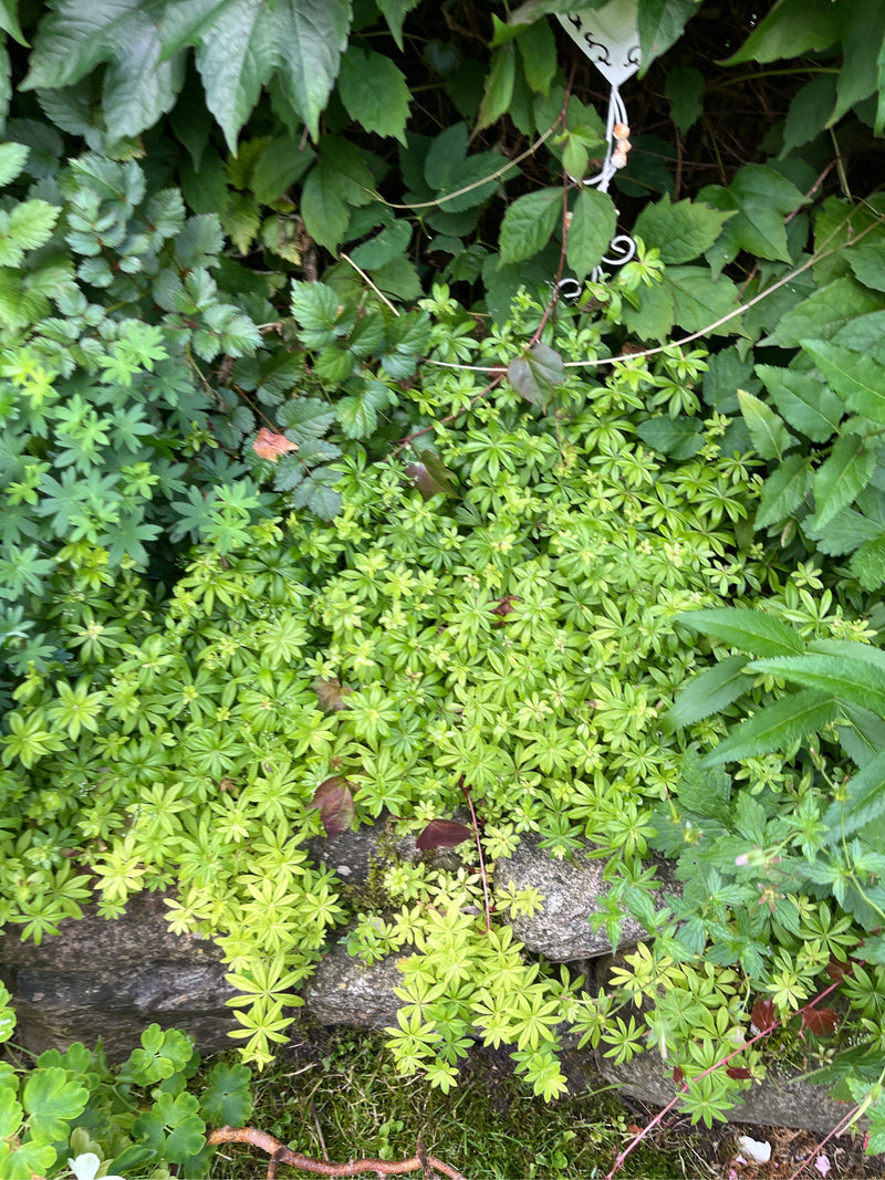 On aperçoit un tapis dense d'aspérule odorante avec ses feuilles verticillées caractéristiques, poussant sur un mur de pierres.