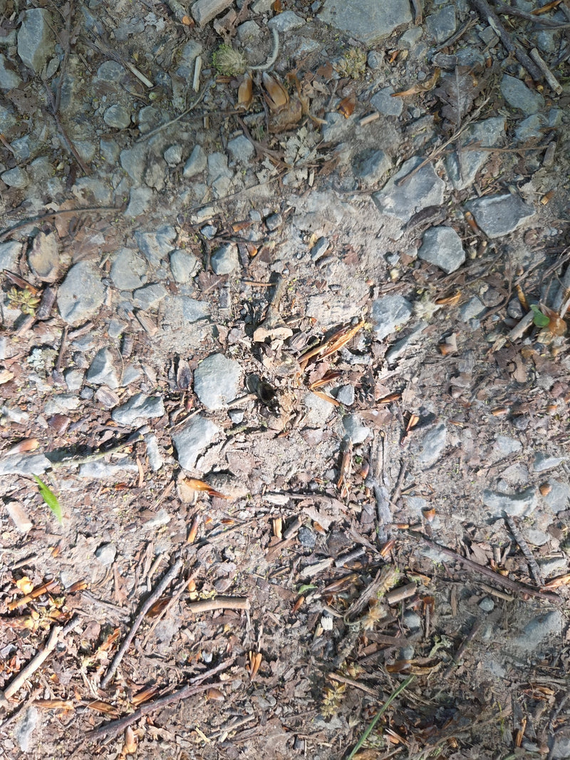 Bousier des forêts — Bild 2