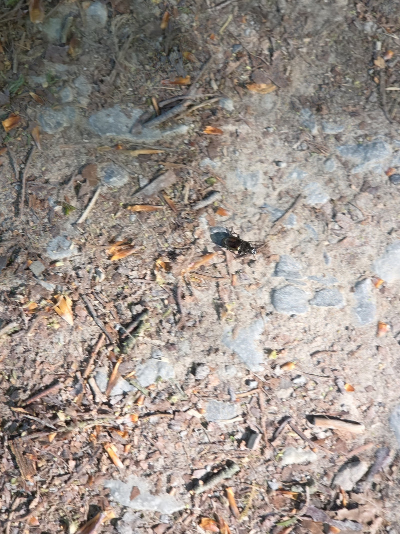 Bousier des forêts — Bild 1