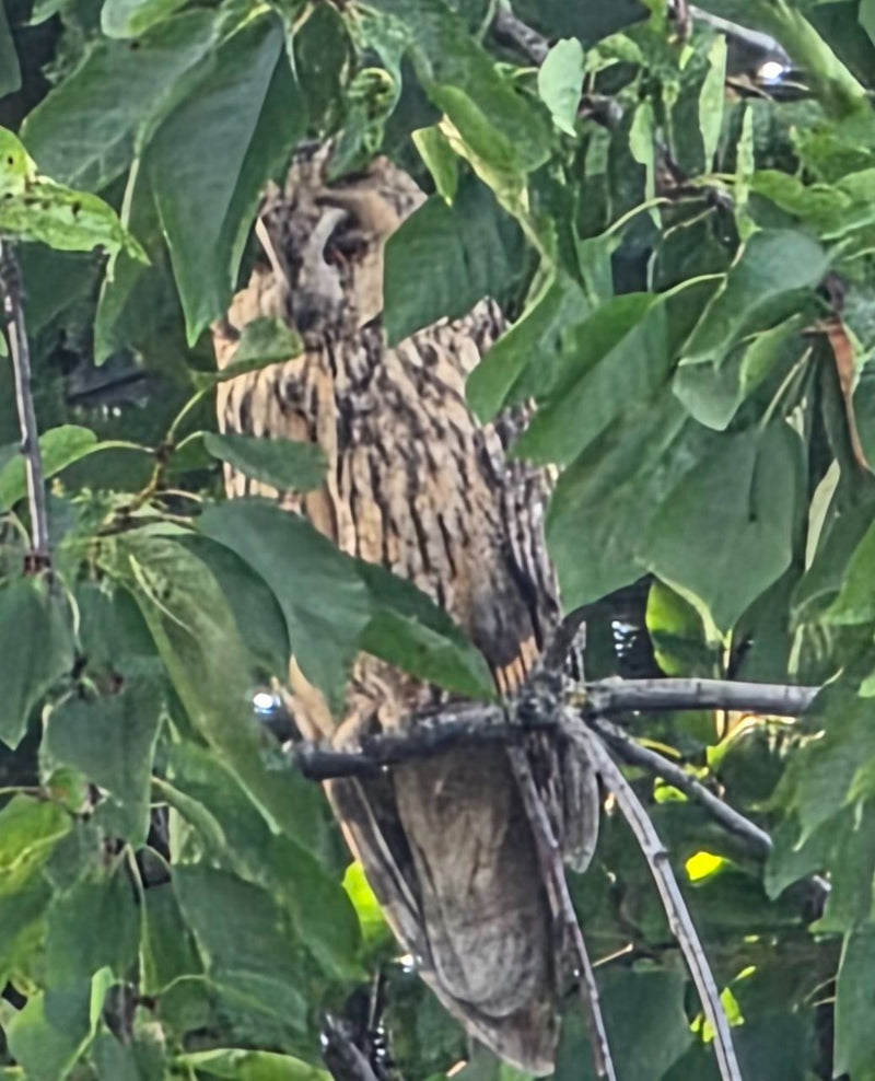Hibou des marais — Bild 1