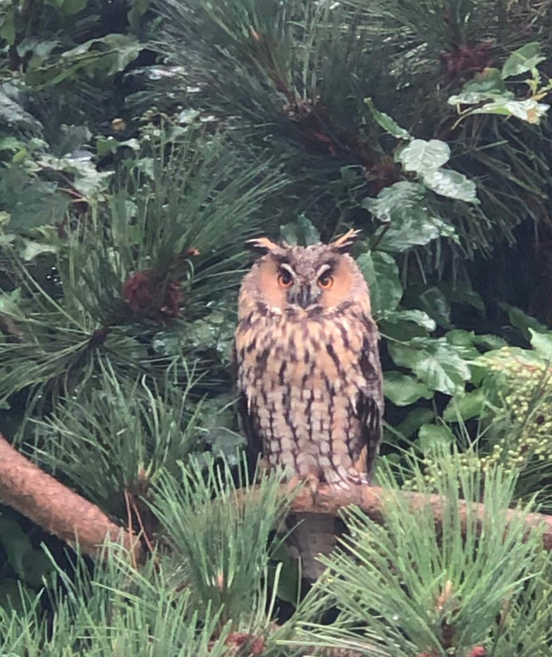 Un hibou moyen-duc est perché attentivement sur une branche de conifère, regardant vers l'avant.