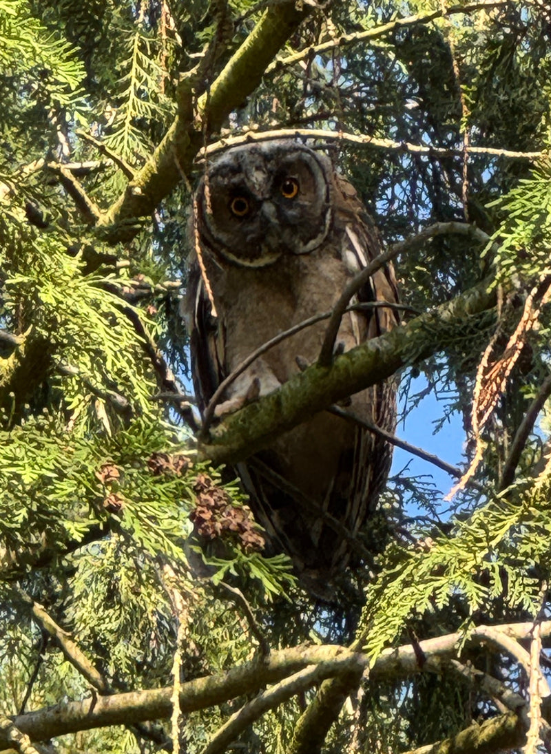 Hibou des marais — photo 1 sur 9