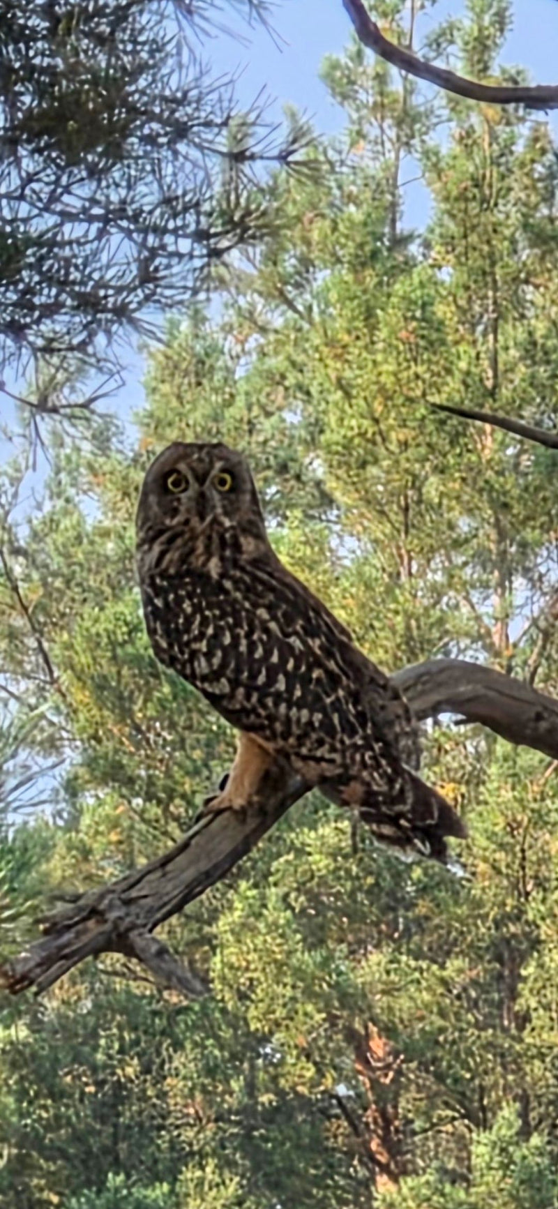 Un hibou moyen-duc est perché sur une branche devant des pins et regarde vers l'avant.