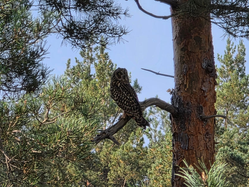 Un hibou moyen-duc est perché sur une branche de pin et regarde sur le côté.