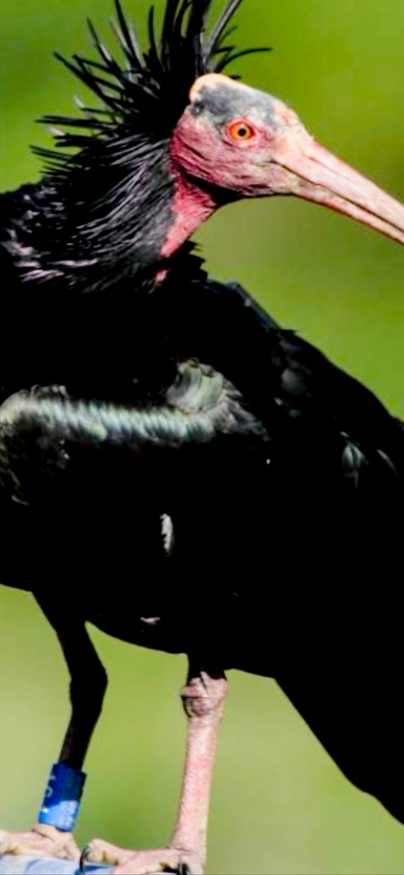 Waldrapp — Bild 1