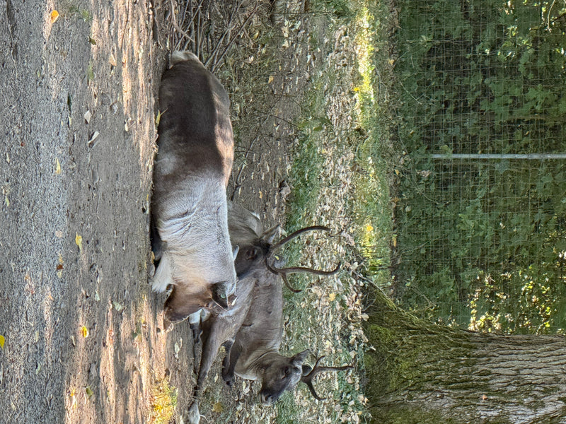 Waldrentier — photo 1 sur 3