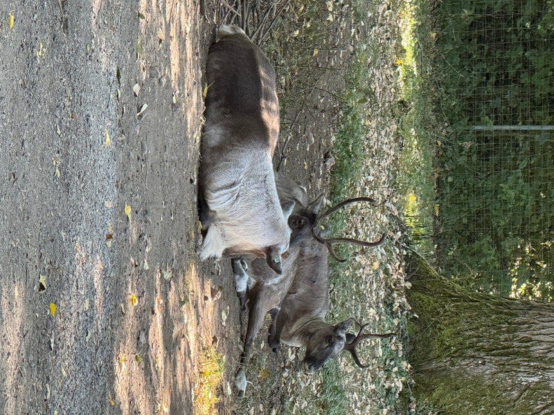 Waldrentier — photo 2 sur 3