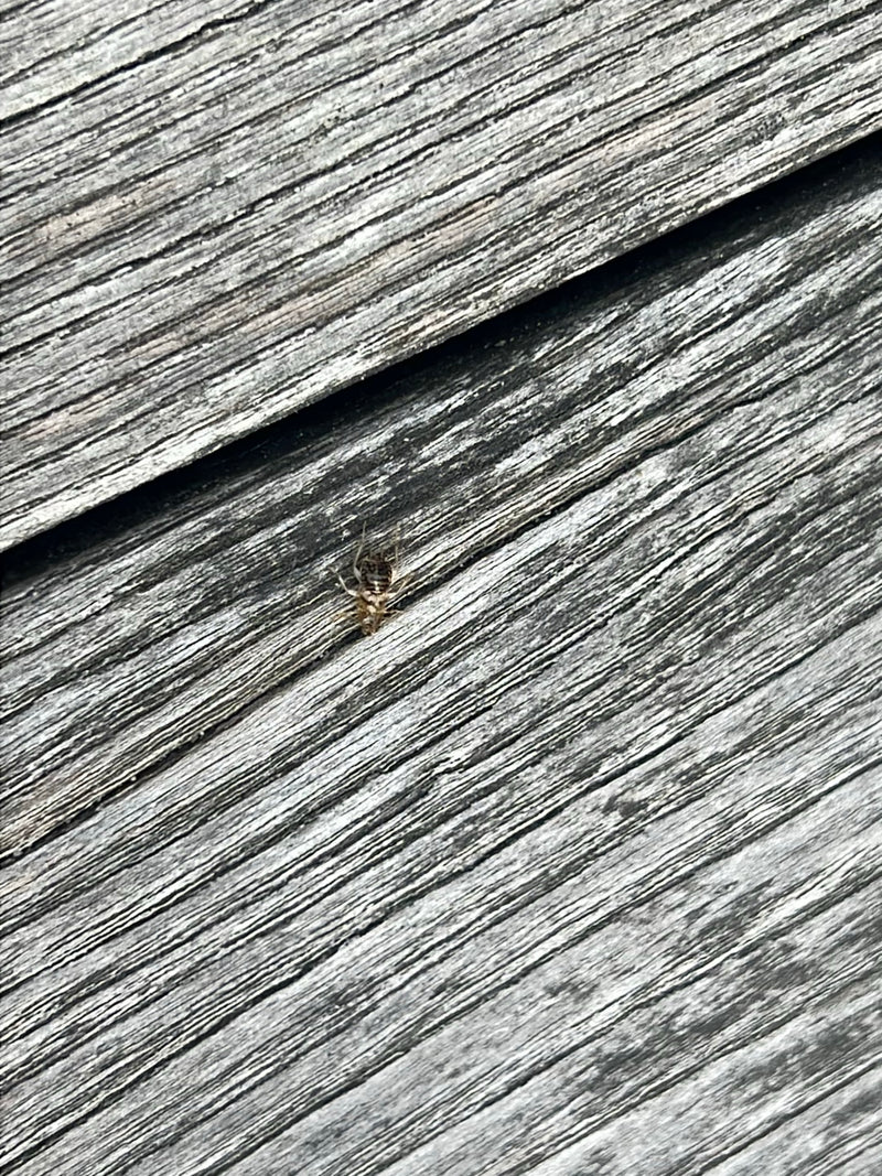 cafard des forêts — photo 1 sur 15