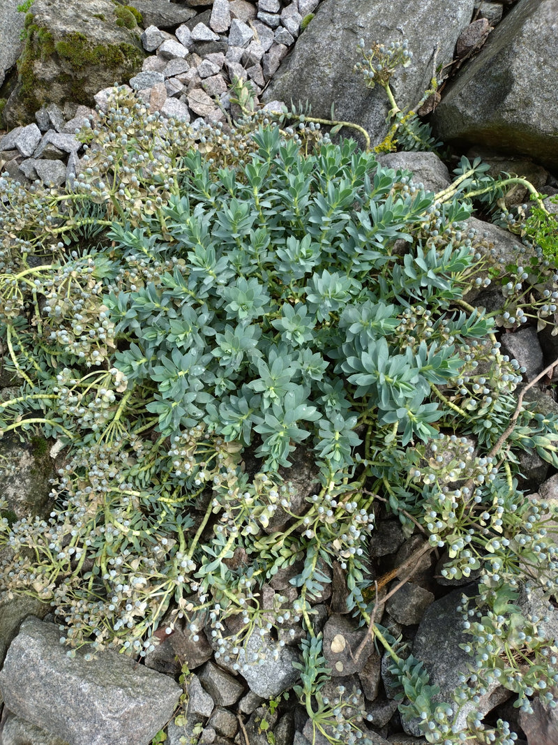 Euphorbe à rouleaux — Bild 2