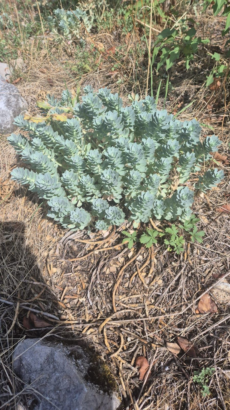 On voit une euphorbe de Corse avec ses pousses caractéristiques densément garnies de feuilles bleu-vert. La plante pousse sur un sol sec avec des pierres.