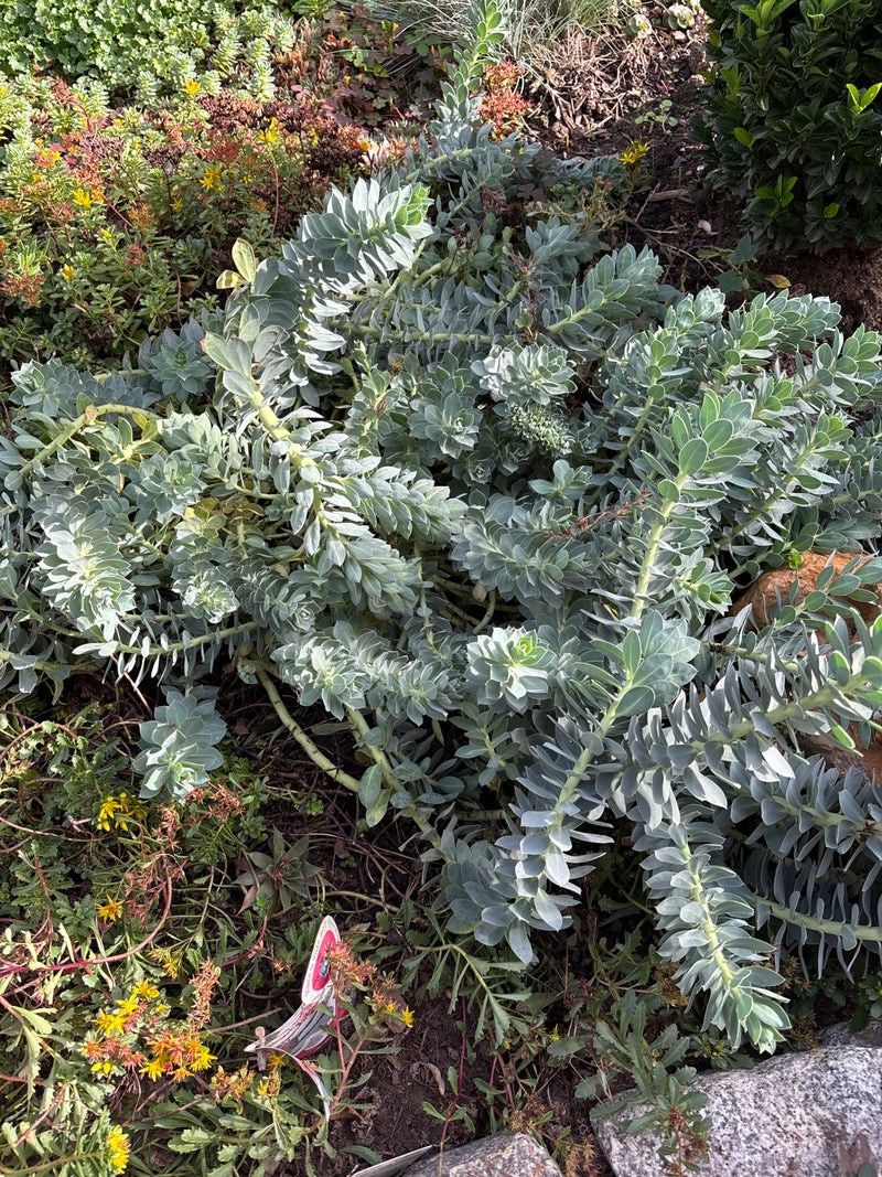L'image montre une euphorbe de Corse adulte avec ses pousses typiques feuillées et cylindriques dans un parterre de jardin.