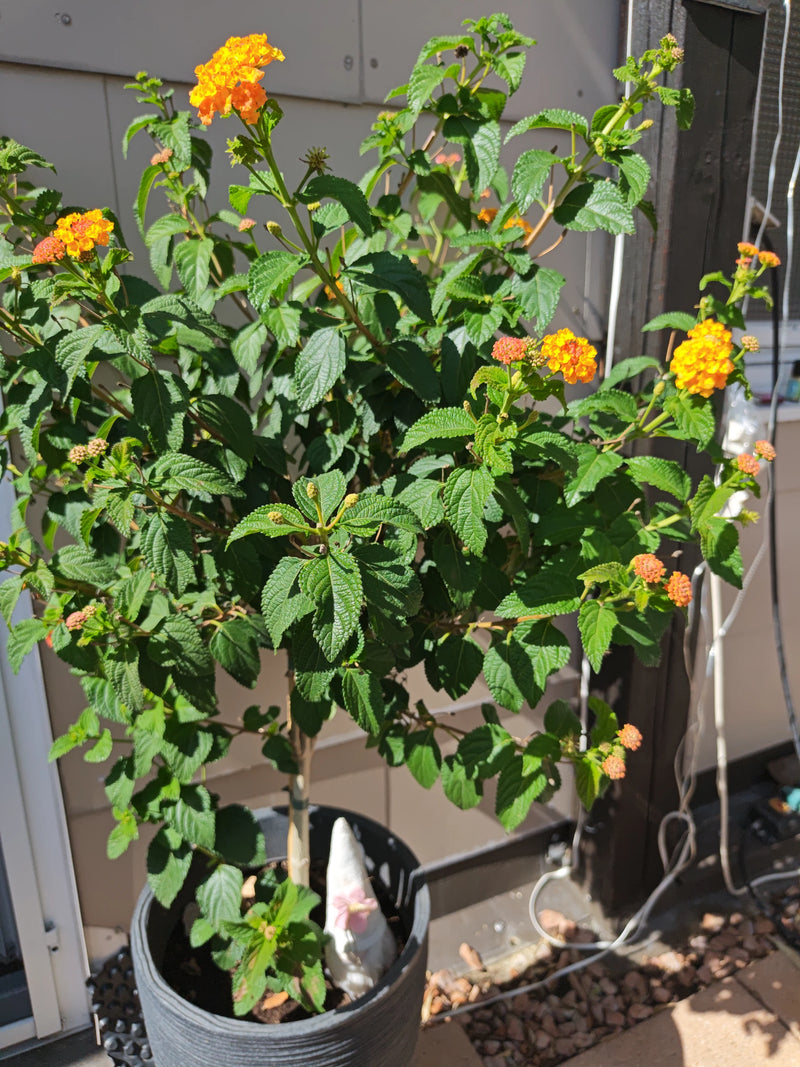 L'image montre un lantana en fleurs dans un pot de fleurs gris. La plante présente des inflorescences jaunes et oranges typiques et des feuilles vertes dente...