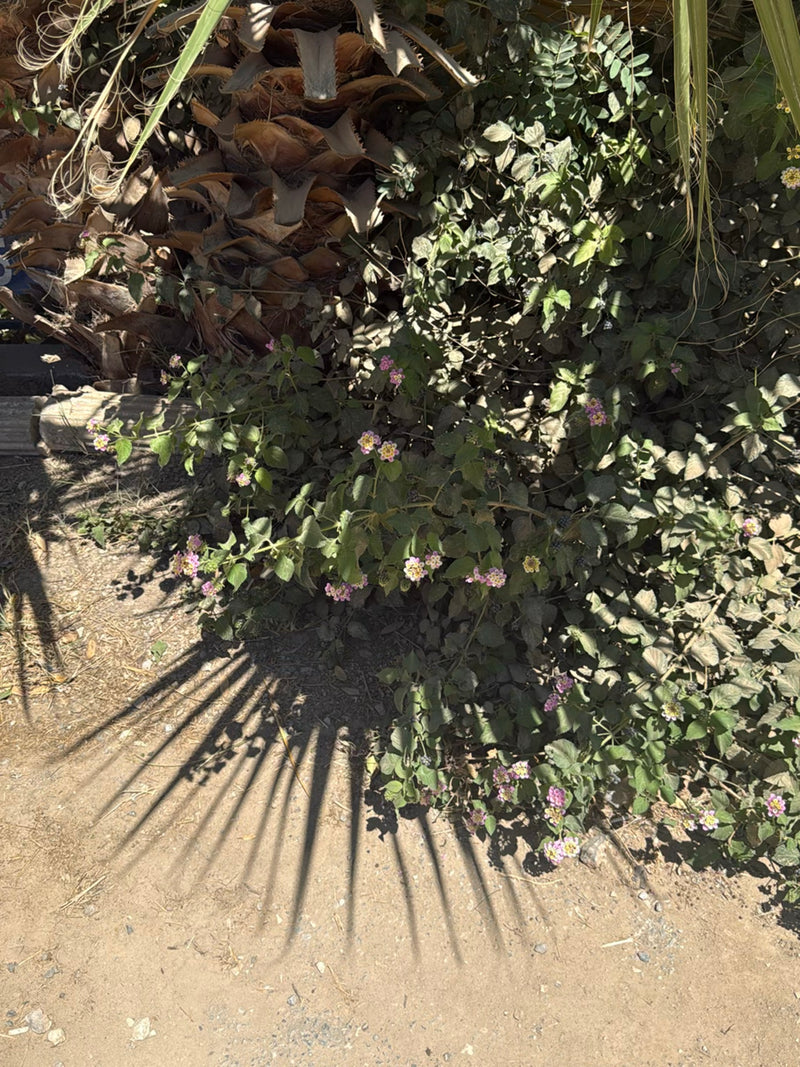 L'image montre un arbuste de lantana avec de petites fleurs multicolores et des feuilles vertes. La plante pousse sur un sol sablonneux à l'ombre de palmiers.