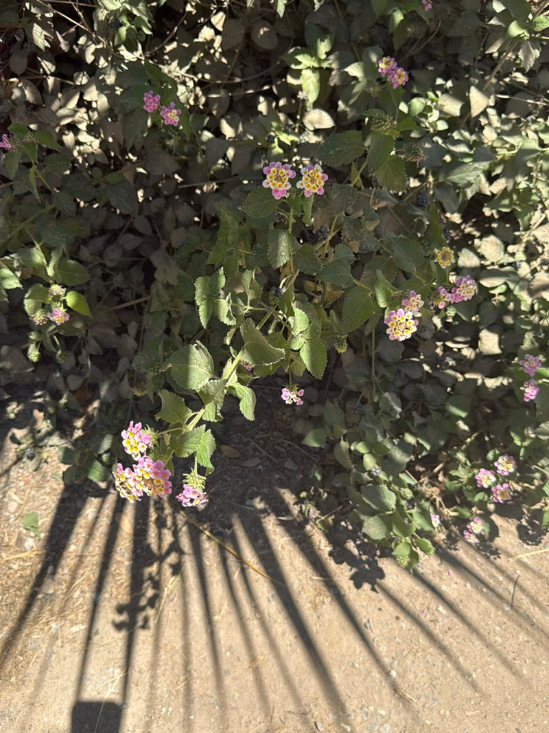 L'image montre un lantana avec des fleurs multicolores typiques et des feuilles vertes. La plante pousse devant un fond d'arbustes.