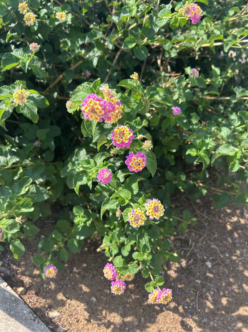 On peut voir un lantana avec des inflorescences multicolores caractéristiques et des feuilles vertes. La plante pousse dans un environnement naturel sur un s...