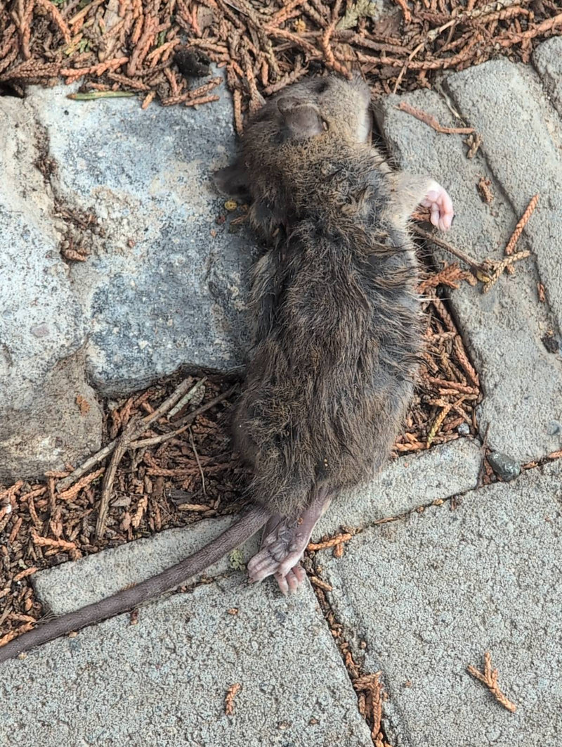 rat brun — Bild 1