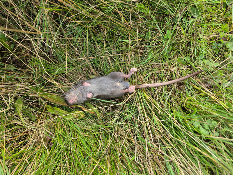 L'image montre un rat surmulot mort gisant sur le dos dans de hautes herbes. La longue queue et les pattes sont bien visibles.