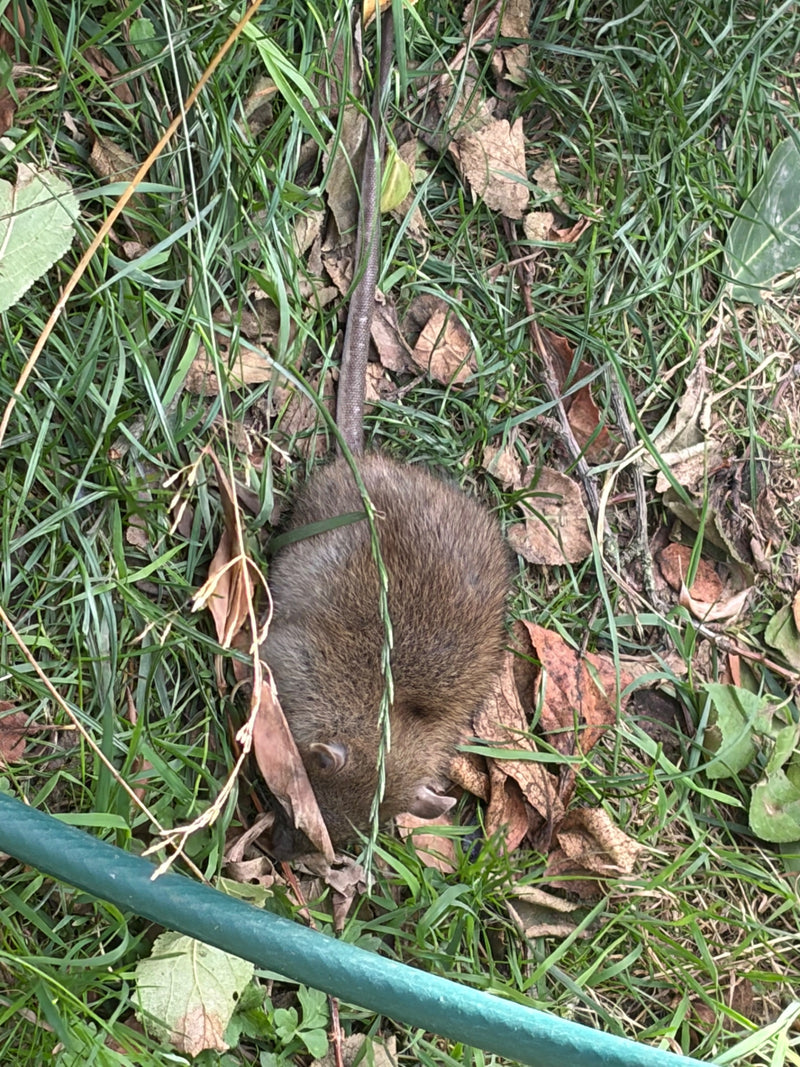 Un surmulot est clairement visible assis dans l'herbe parmi les feuilles. Sa longue queue et sa fourrure brune sont bien reconnaissables.