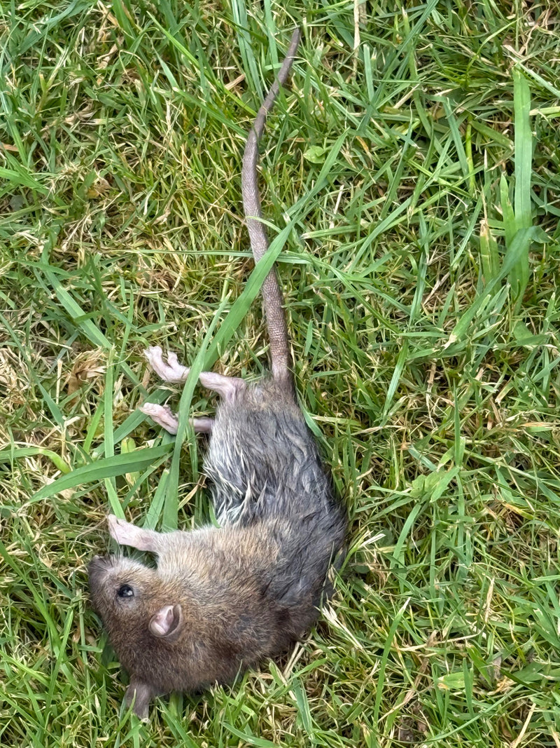 L'image montre un rat surmulot mort couché sur de l'herbe dans une pelouse.