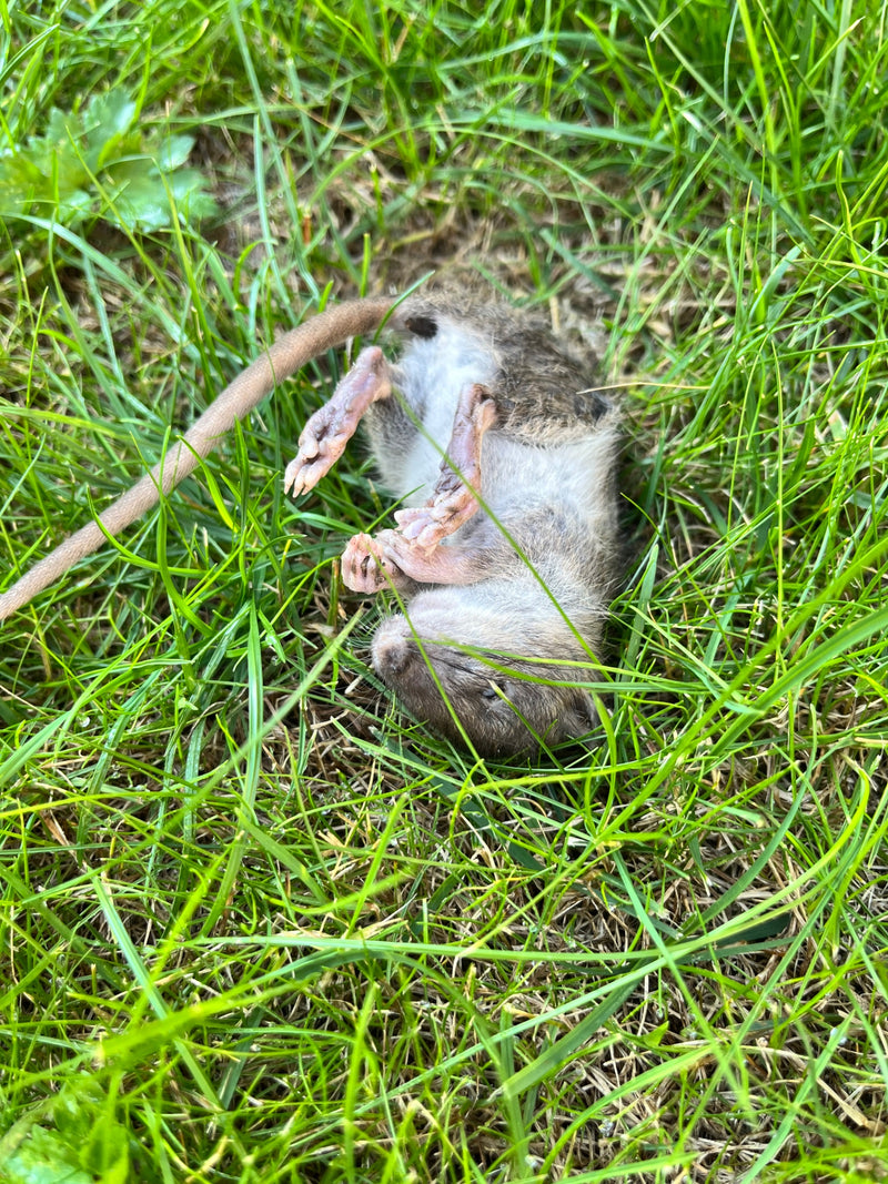 Un surmulot mort est étendu sur le dos dans une prairie verte. Sa longue queue et ses pattes roses sont bien visibles.