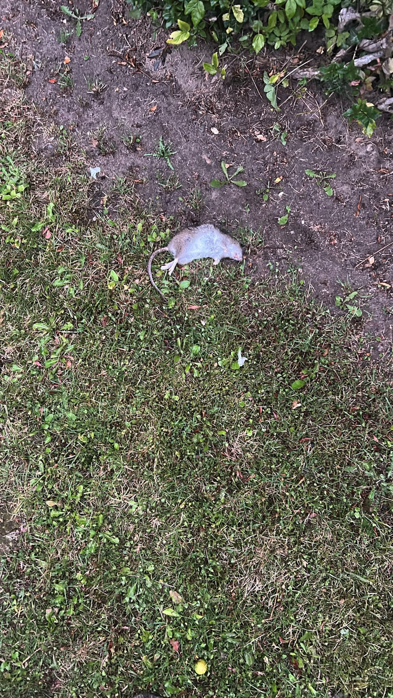 Un rat surmulot mort est étendu sur une pelouse près de la terre. L'animal est bien visible en vue plongeante.