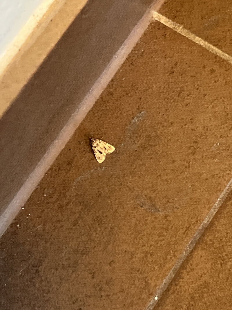 Foreur migrateur — photo 3 sur 7