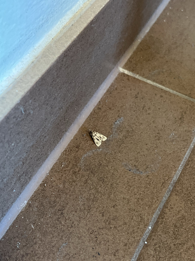 Foreur migrateur — photo 2 sur 7