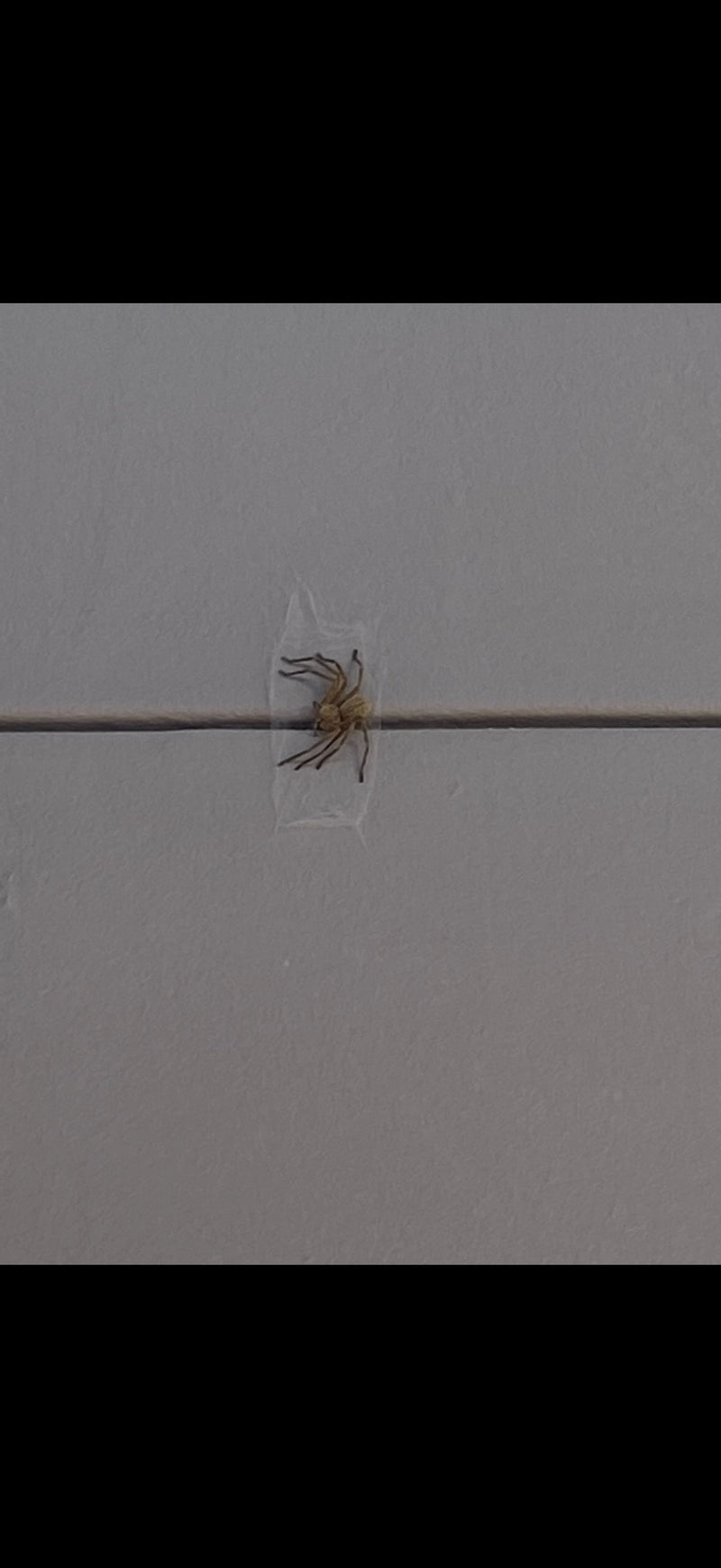 Araignée crabe murale — Bild 1