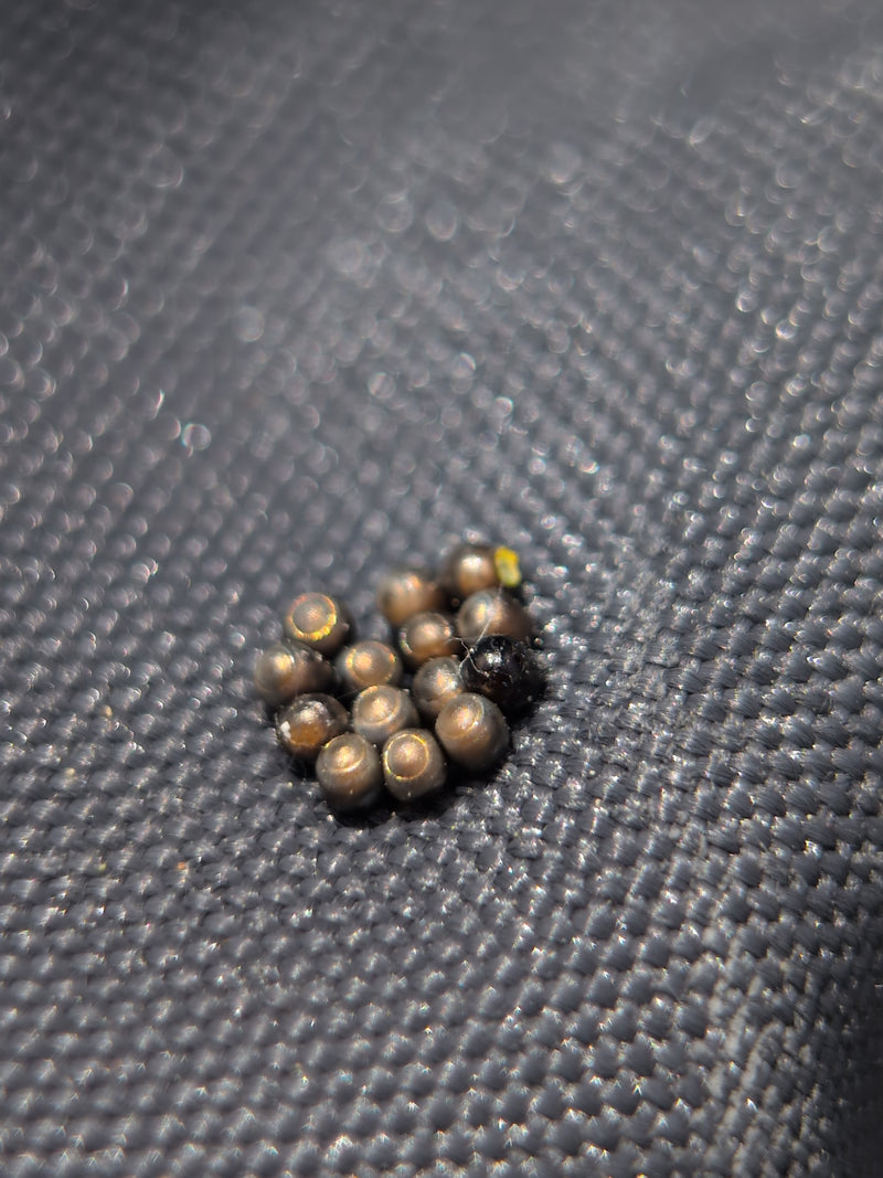 L'image montre une ponte compacte de petits œufs de punaises aux reflets métalliques, déposés sur une surface textile sombre. L'un des œufs est déjà ouvert o...