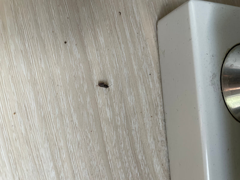 L'image montre une petite punaise posée sur un sol en bois clair près d'un objet blanc.