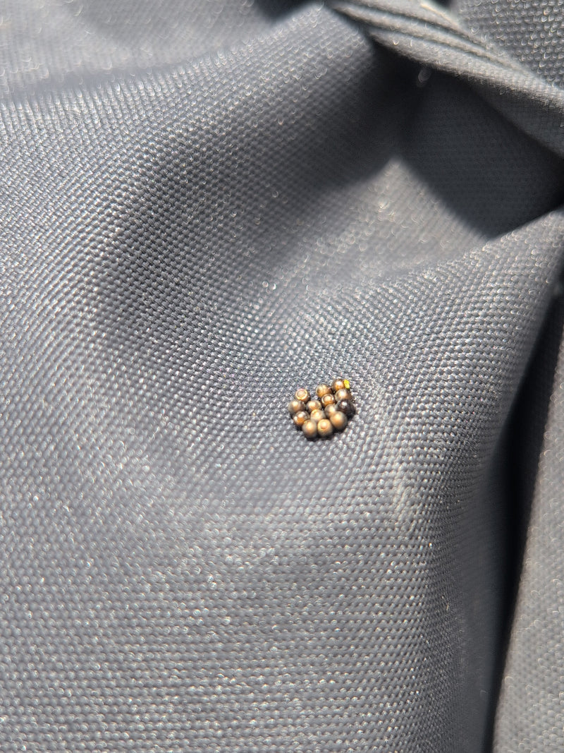 Une ponte compacte de petits œufs de punaises est visible sur un fond textile gris. Les œufs ronds sont disposés de manière serrée.