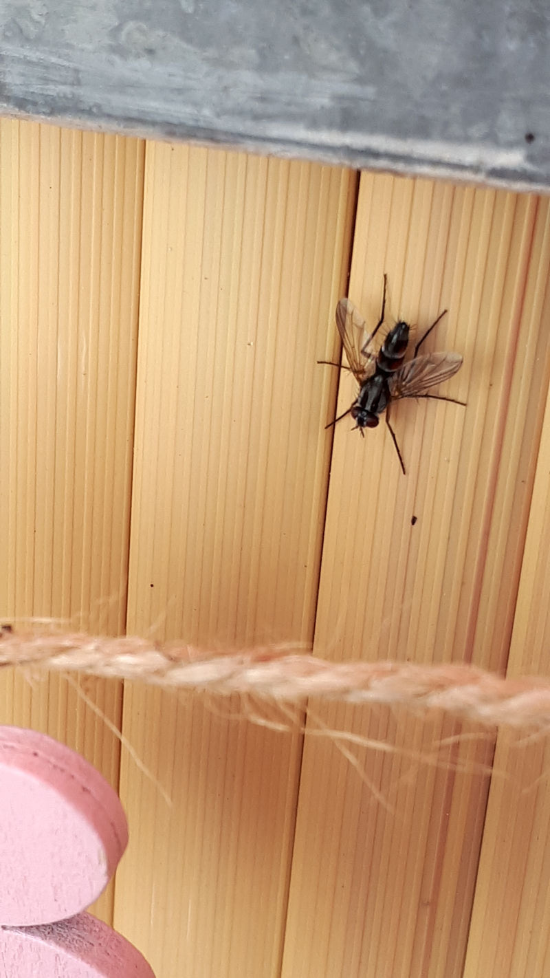 Mouche chenille (genre Cylindromyia) — photo 2 sur 3