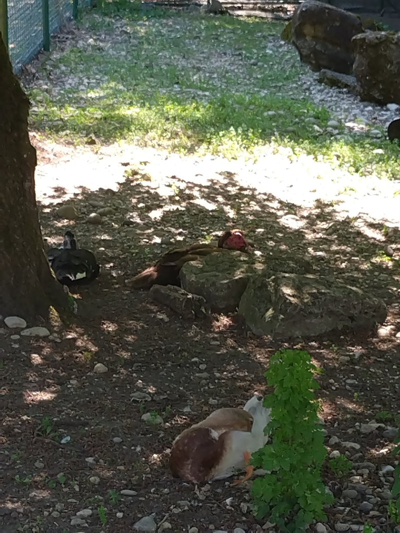 canard verruqueux — Bild 1