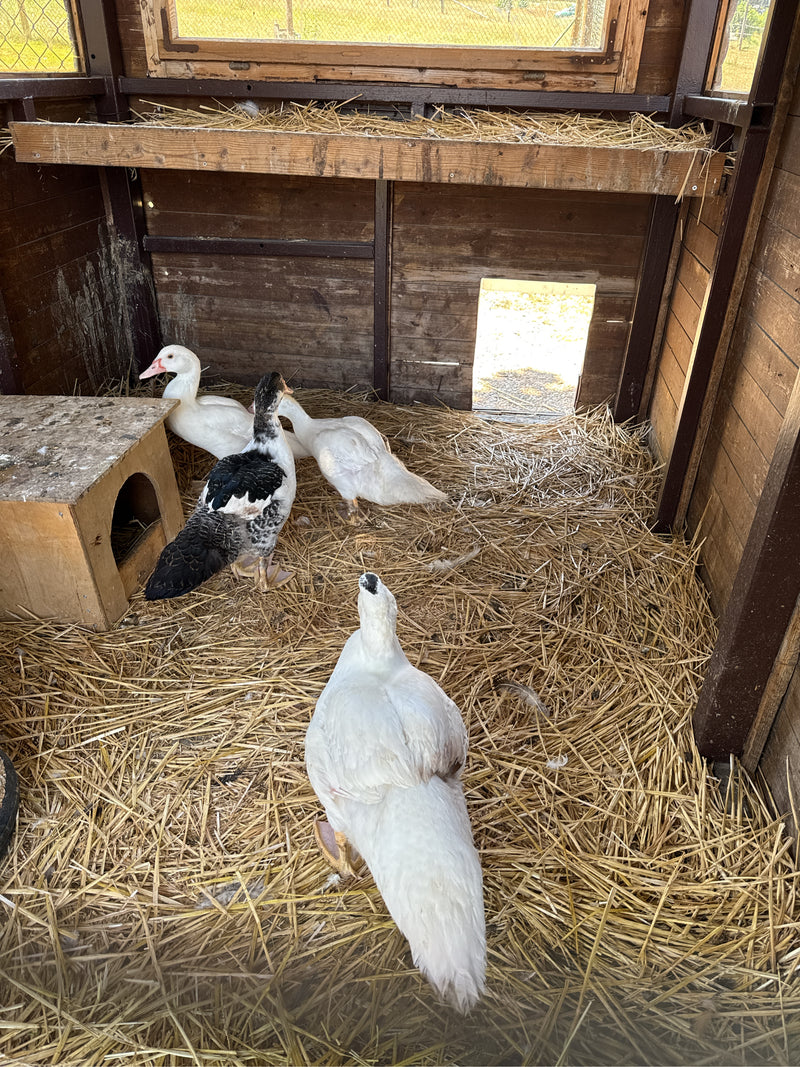 canard verruqueux — photo 2 sur 14