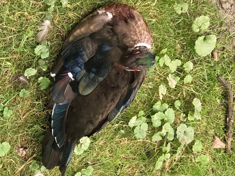 canard verruqueux — photo 4 sur 14