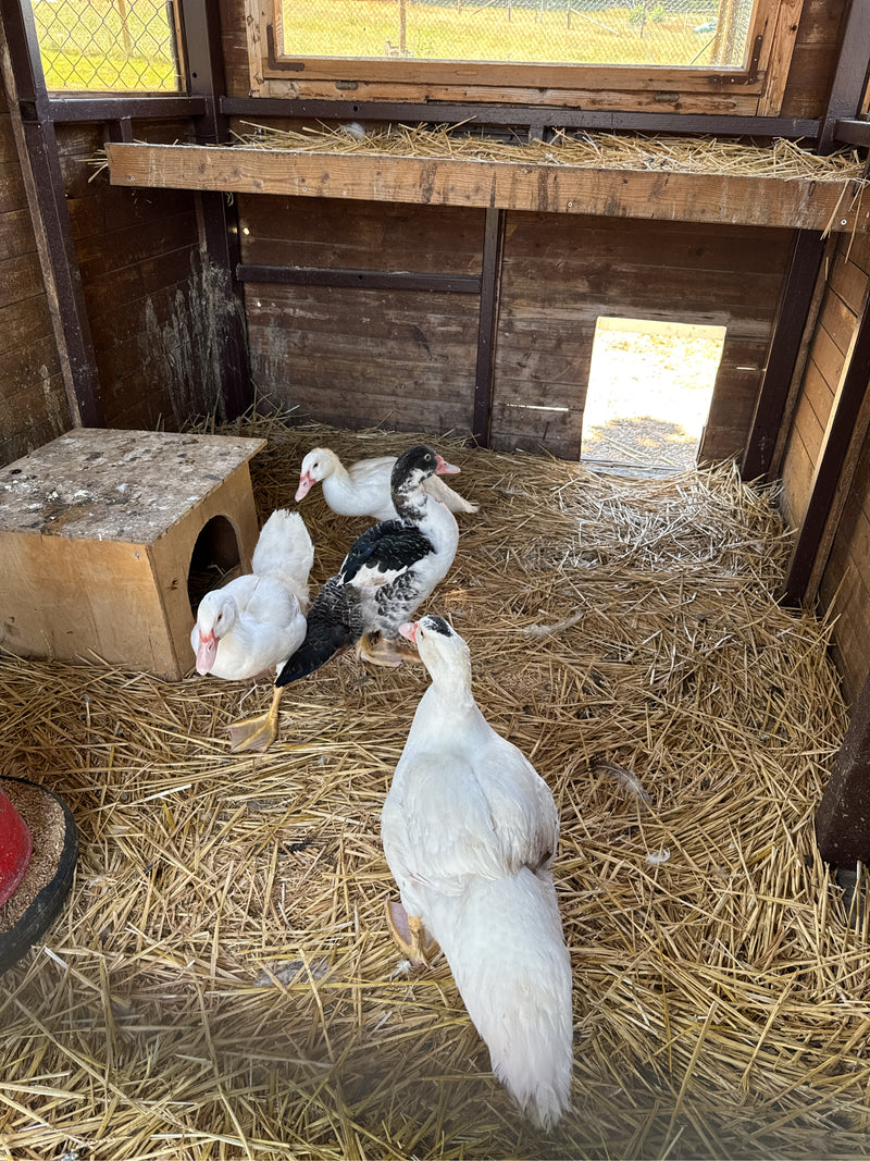 canard verruqueux — photo 3 sur 14