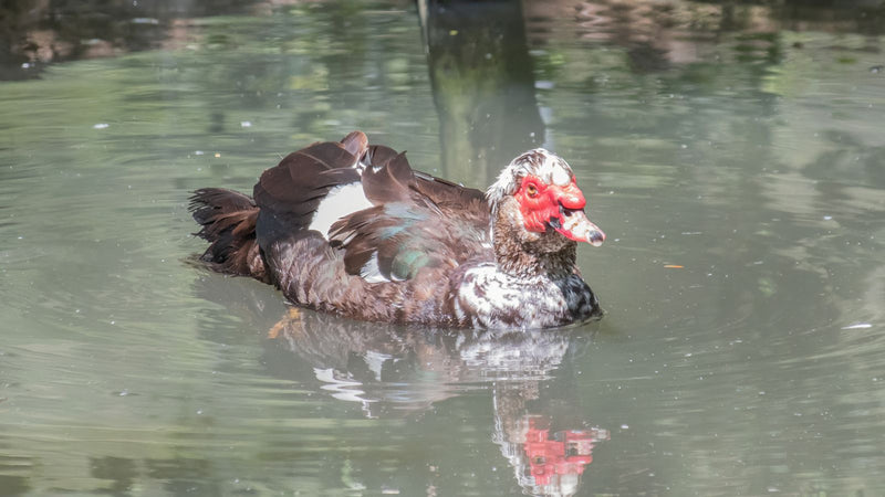 canard verruqueux — Bild 3