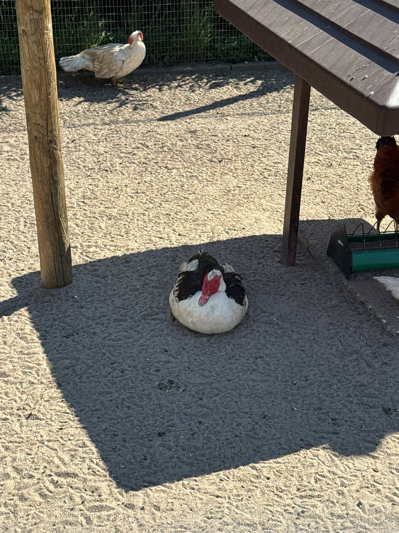 canard verruqueux — photo 5 sur 14