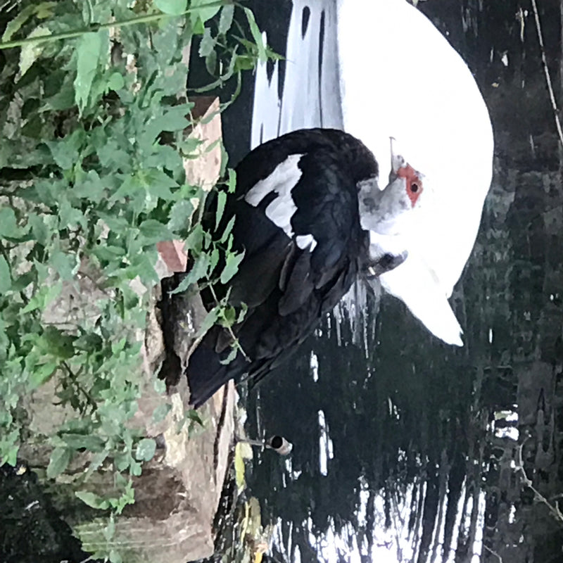canard verruqueux — photo 1 sur 14