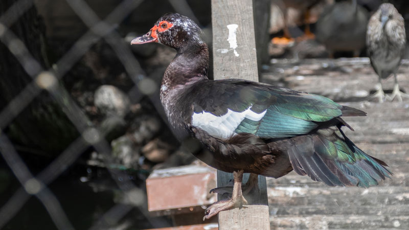 canard verruqueux — Bild 2