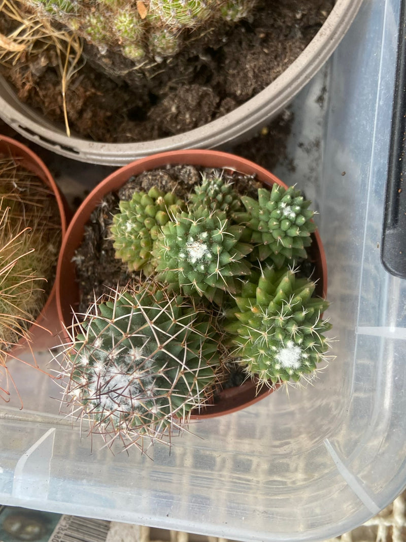 Cactus verruqueux — Bild 1