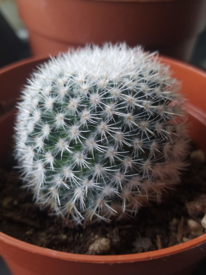 Cactus verruqueux — Bild 2