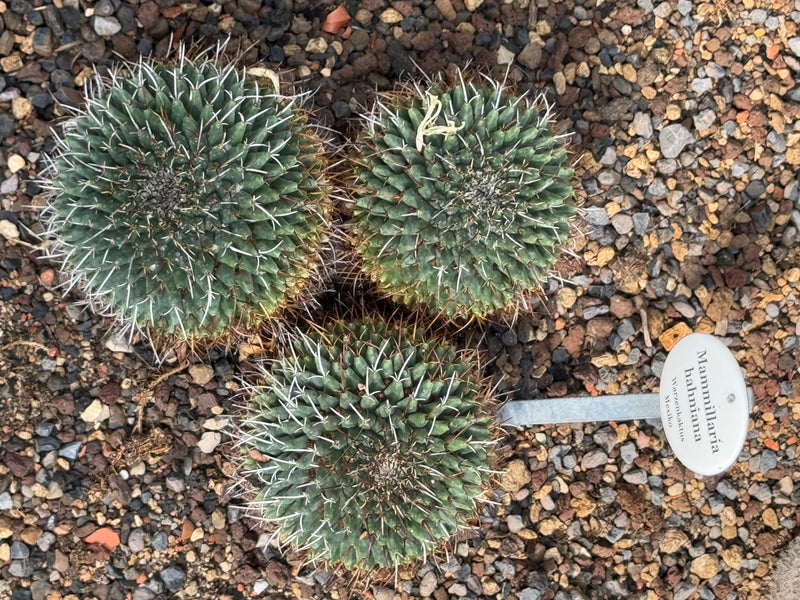 Trois spécimens sphériques de Mammillaria hahniana poussent côte à côte sur un sol graveleux à côté d'une étiquette.