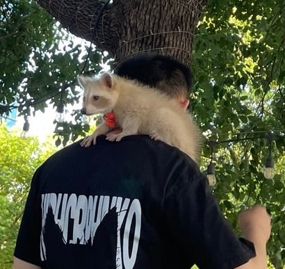 Un raton laveur clair est assis sur l'épaule d'une personne. Un arbre est visible en arrière-plan.